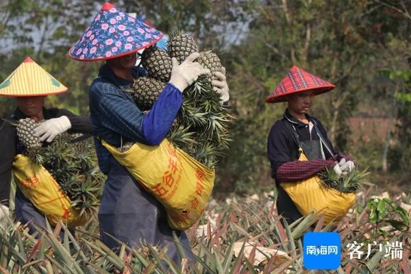 万亩凤梨喜获丰收