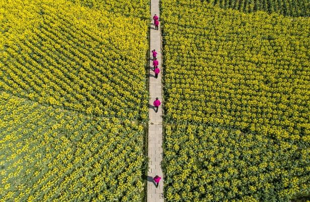 油菜花烂漫醉游人是什么意思