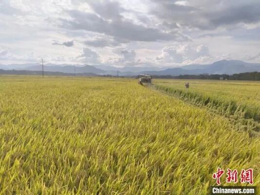 广西实施水稻增密增穗三年行动