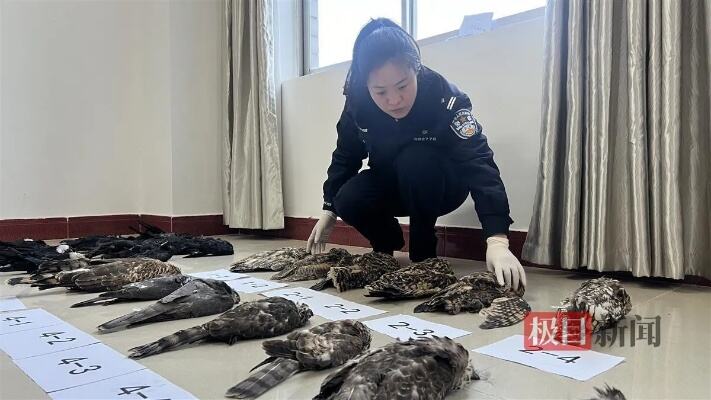 非法狩猎野生鸟类150余只