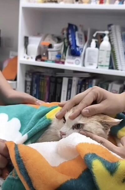 昆明动物园猴猫事件