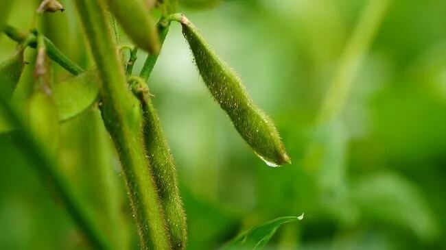 为全年粮食增产和农民增收开好头