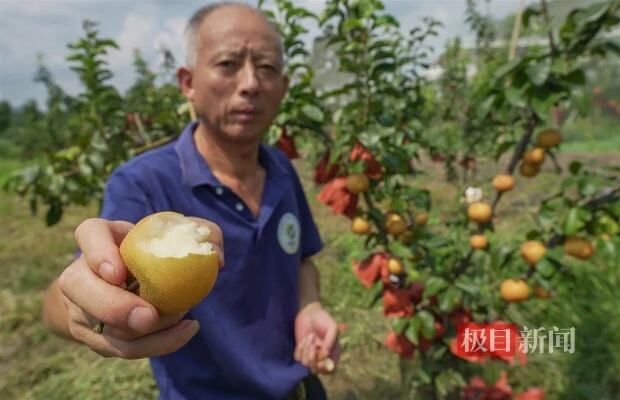 摊主掉包水果手速快到模糊