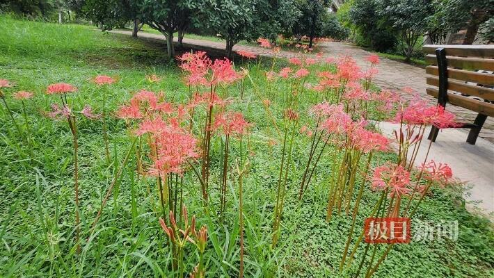 蝶舞彼岸花山林