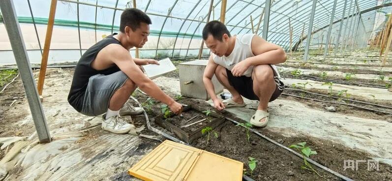 戈壁沙漠设施农业发展一线观察