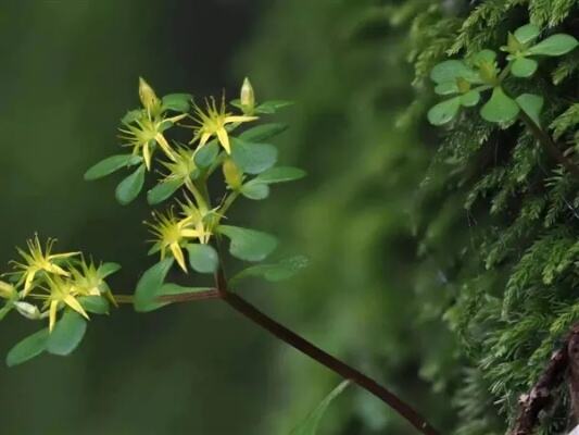 浙江开化发现虫草全球新物种