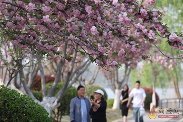 樱花烂漫踏青去