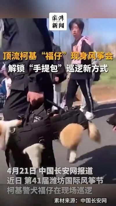 柯基警犬福仔解锁手提包巡逻方式