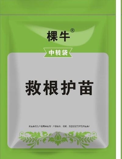 订单紫菀种植忙