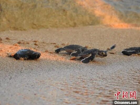 海警放生绿海龟