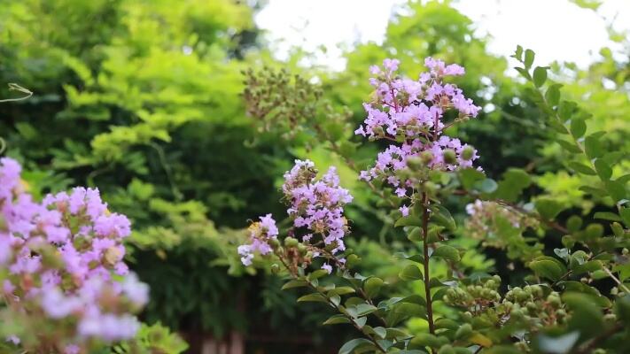 8000株紫荆已浪漫绽放