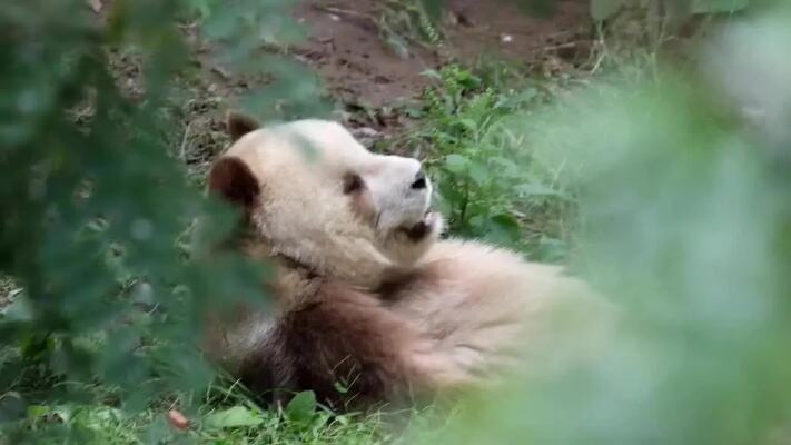 秦岭饲养员用铁锹打大熊猫6次