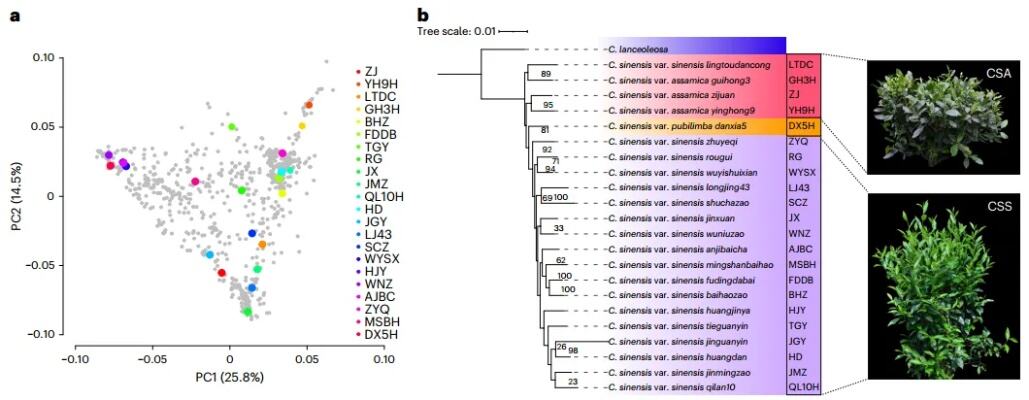 首个茶树泛基因组图谱发布