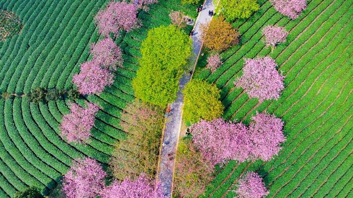 福建30万株樱花漫山盛放