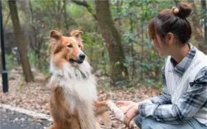 宠物犬被抓走宰杀