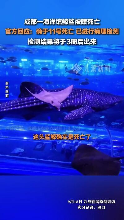 成都海洋馆鲸鲨死亡