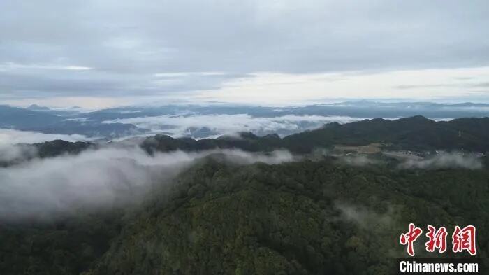 冬季高黎贡山成百鸟天堂