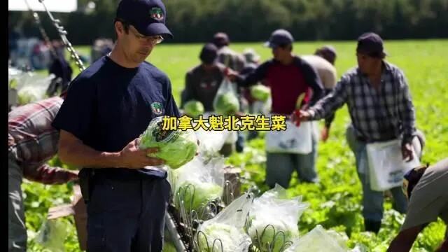 从尝鲜者到领鲜者