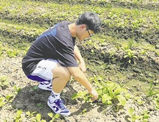 农技专家下田支招