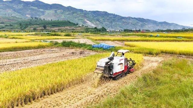 云南省今年粮食生产再获丰收