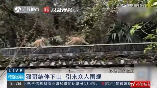 投喂野生猕猴非善举