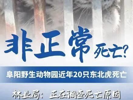 阜阳野生动物园20只东北虎死亡