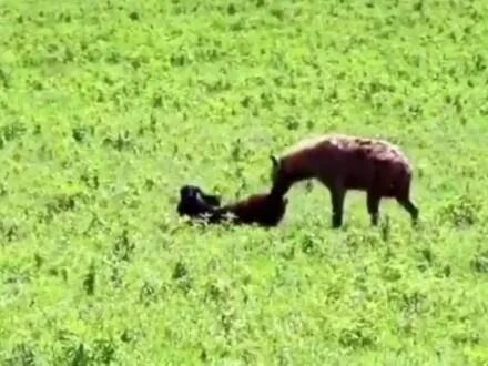 野生动植物普查初步成果显示