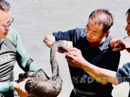 男子误会黑天鹅叼食物投喂锦鲤