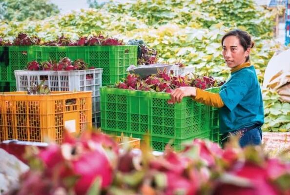 下庄村的幸福生活