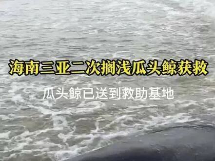 澳大利亚160头领航鲸搁浅海滩