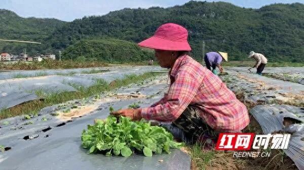 蔬菜种植忙