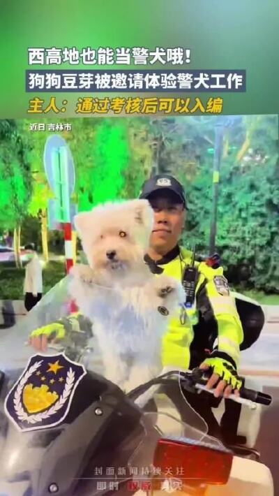 柯基警犬福仔飞奔巡逻