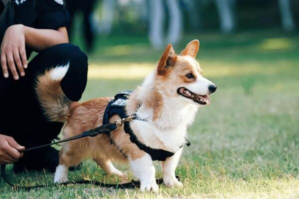 全国首只柯基警犬亮相