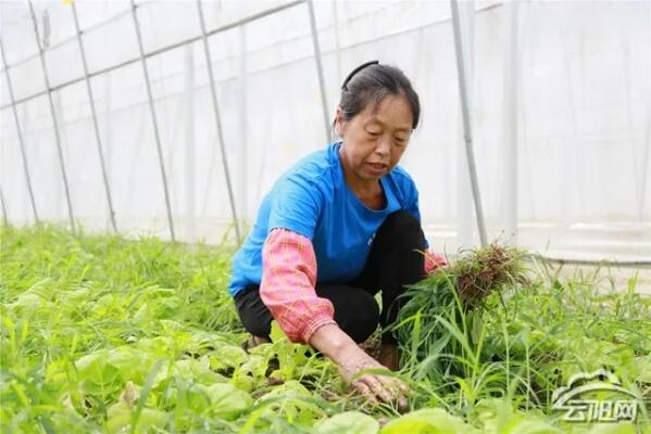 一部手机管护整个大棚