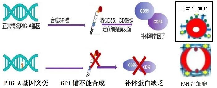 罕见病患者的曙光