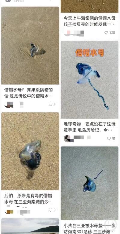 海南文昌沙滩现僧帽水母