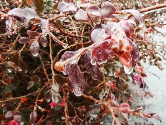 滴水成冰的冻雨是怎么回事