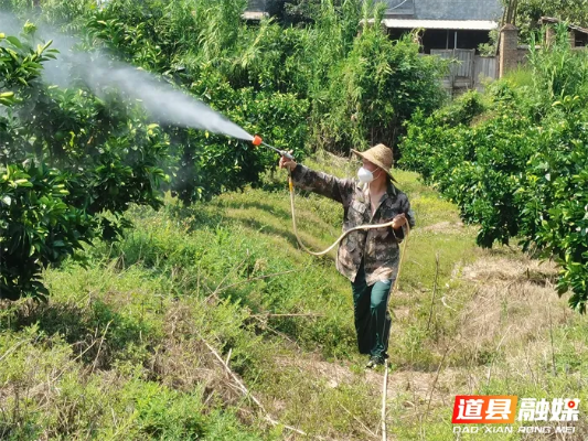 冬季脐橙丰收上市采销忙