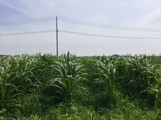 129支钻井队冬季用上生物燃料