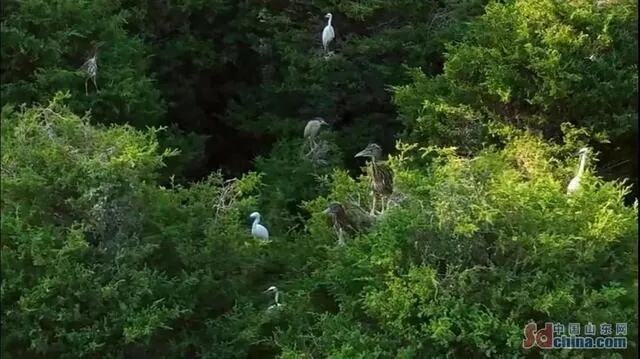 万余只大雁飞抵濮阳黄河湿地越冬