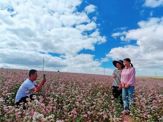 睡莲迎夏盛开吸引游人