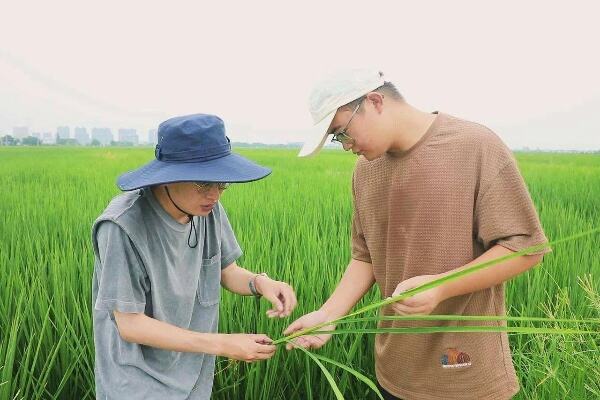 新型植保无人机飞入田间地头