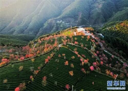 无量山冬樱花相继盛放