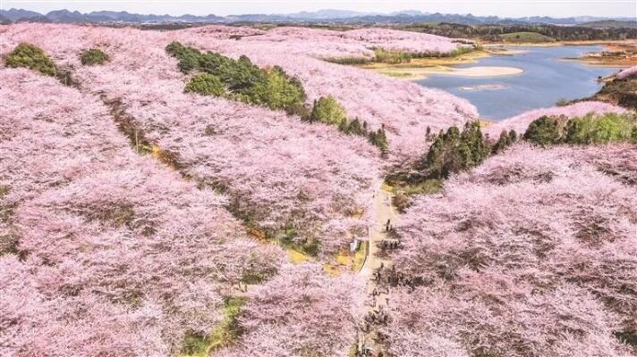 樱花似海春光灿烂