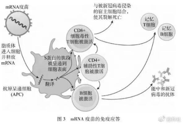 人类免疫组计划公布研究路线图