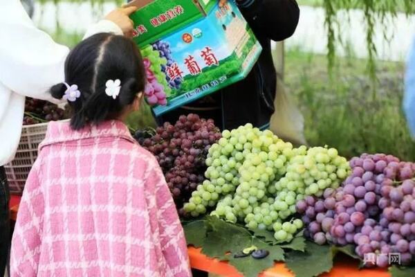 呼和浩特新城区助力农民致富