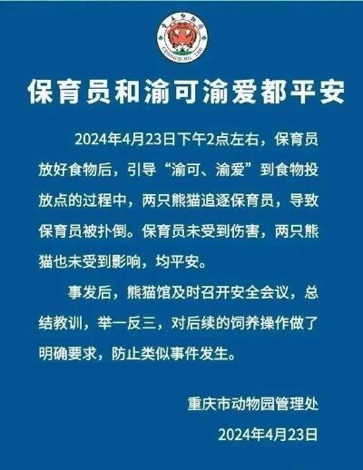 熊猫渝可渝爱追逐扑倒保育员