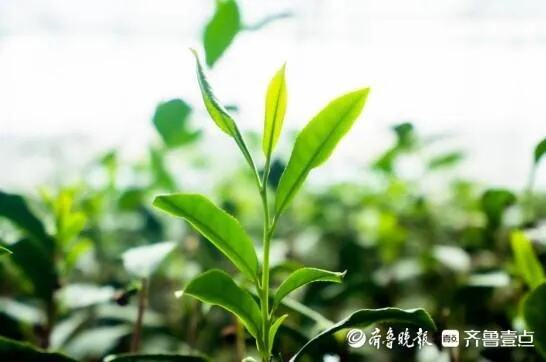 诸城绿茶3万亩茶园开采