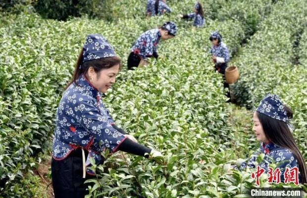 江西乐平万亩茶园采摘忙