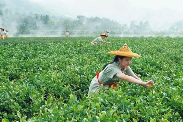 茶界少帅新势力